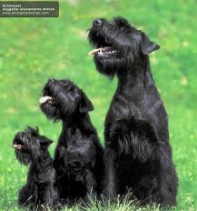 size chart schnauzer puppy baby dogs dogs