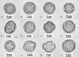 Image result for Teedia lucida