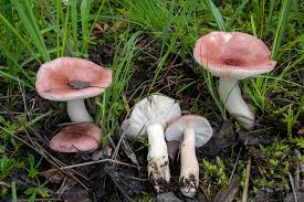 Image result for Russula perlactea