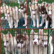 Siberian Husky Love Ph Home Facebook