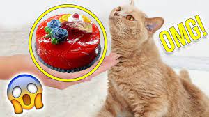 Dennoch kann es sein, dass sie gefallen daran finden ihren besitzern das essen zu klauen. Ich Backe Einen Kuchen Fur Meine Katze Diy Live Test Xlaeta Youtube