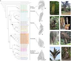 Image result for Raphia sese