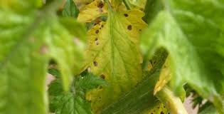 Image result for tomato seedling early blight