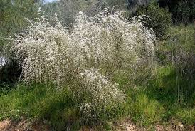 Image result for Retama monosperma