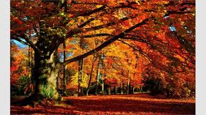 Microsoft teams now lets you use your own custom images as your virtual background. Get Autumn Colors Microsoft Store
