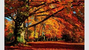 Check spelling or type a new query. Get Autumn Colors Microsoft Store