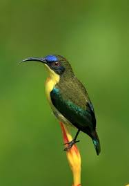 Black Bird With White Tail Philippines A Sunbird Endemic To The Philippines And Smallbirds Beautiful Birds Birds Pretty Birds