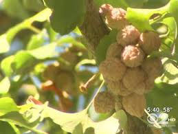Maybe you would like to learn more about one of these? Ginkgo Trees Making A Stink In New York City Parks Cbs New York