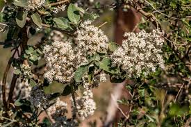 Image result for Buddleja dysophylla