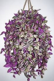 We did not find results for: Tradescantia Care Growing The Wandering Jew Plant