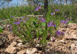 Image result for Polygala persicariifolia