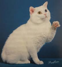 CFA's Distinguished Merit Cats