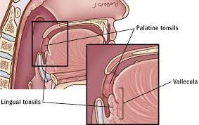 Anatomy Thanc Guide