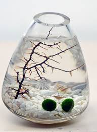 Marimo Japanese Moss Ball Aquarium In Rocking By Pinkserissa 27 00 Moss Ball Aquarium Marimo Terrarium Japanese Moss Balls