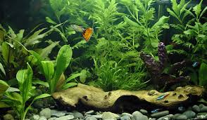 Over the years we have continually improved our craft to supply the best plants in the usa. Decorating Your Aquarium Fish Tank Guppy Aquarium