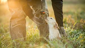 (prices may vary for ak and hi.) How To Introduce Your Puppy To Gunfire Meateater Hunting