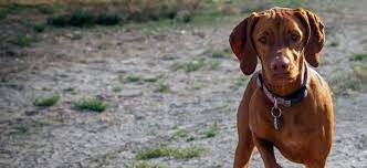 Vizsla Puppies and Dogs Near Me - Buy or Adopt | Adoptapet.com