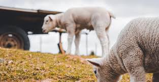 So, we've done our due diligence in providing four different perspectives of the controversial mulesing practice: Total Verfilzt Entdecke Die Filz Vielfalt