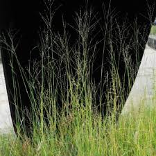 Image result for Leptochloa uniflora