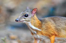 They are shy and secretive forest dwelling relative of the deer and are rarely seen. Mouse Deer Khao Sok National Park Thailand