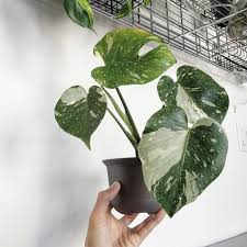 Monstera Deliciosa Thai Constellation Monstera Deliciosa Variegated Plants Plants