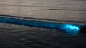 Dit zorgt voor lichteffecten in de golven, in de voetsporen van strandwandelaars en rond mensen die zwemmen in de zee. Sea Sparkle In The Netherlands Zeevonk In Nederland Youtube