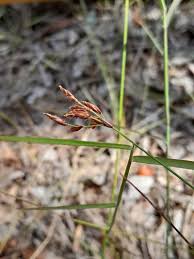 Image result for Fimbristylis squarrosa
