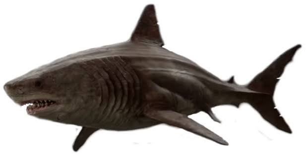 The Meg | Legends of the Multi Universe Wiki | Fandom