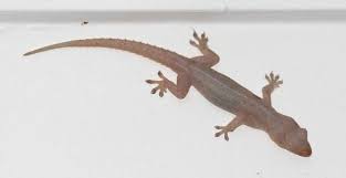 Racun pembasmi cicak untuk membasmi cicak dirumah anda dengan racun yang ampuh dan efektif. Bangkai Cicak Najis Konsultasi Agama Dan Tanya Jawab Pendidikan Islam