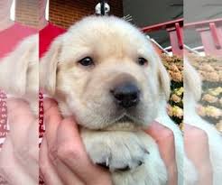 Find reputable breeders in pa, ohio and more. View Ad Labrador Retriever Puppy For Sale Near Ohio West Jefferson Usa Adn 221839