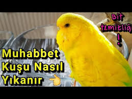 Watch How The Budgerigar Wash And How To Clean The Lice For Watch Detailed Explanation Youtube