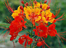 Image result for Caesalpinia rostrata