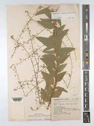 Image result for Desmodium distortum