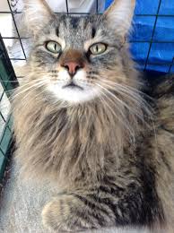 Maybe you would like to learn more about one of these? Jimmy Male Abyssinian X Maine Coon Cat In Vic Petrescue