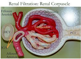 Pin By Daffodilcooper On K Kidney Anatomy Human Anatomy And Physiology Anatomy Models