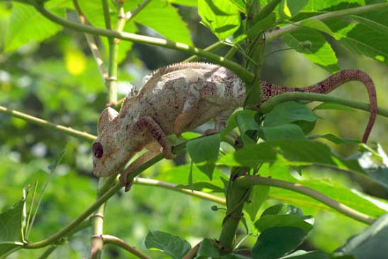 Wild Herps - Oustalet's Chameleon (Furcifer oustaleti)