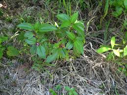 Image result for Tristemma mauritianum