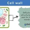 Plant and animal cell organelles structure and function by. 1