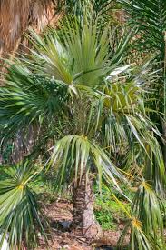 Avery ranch ranch of brushy creek anderson mill * january: Coccothrinax Proctorii Proctor S Silver Palm Cayman Thatch Palm Buy Seeds At Rarepalmseeds Com