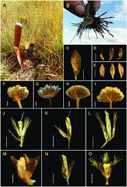 Image result for Syngonanthus