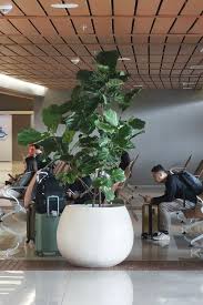 Image result for Ficus pseudomangifera