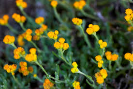 Australian native flowers in season in february. Australian Native Flowers A Guide To Australian Flowers Better Homes And Gardens