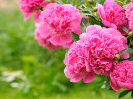 Find the best pink flowers background on wallpapertag. Pink And Green Flowers Wallpapers Top Free Pink And Green Flowers Backgrounds Wallpaperaccess