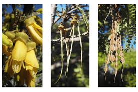 Maybe you would like to learn more about one of these? Flowering Plant Life Cycles Science Learning Hub