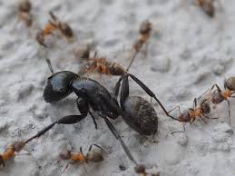 Ants in your kitchen are. What Attracts Ants And How Do I Get Rid Of Them Pest Defence News