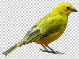 Birds Png Clipart Birds Free Png Download Free Png Downloads Png Birds