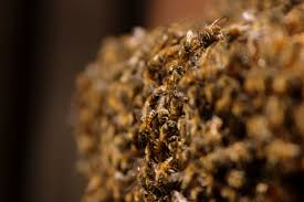 If you have a hive or nest that you need removed from your property safely, don't rely on diy methods that could cause recurring infestations. Sunshine Honey And Bee Removal