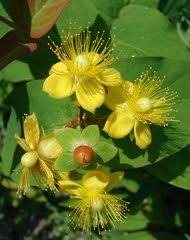 Image result for Hypericum quartinianum