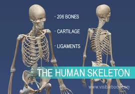 Altogether, the skeleton makes up about 20 percent of a person's body weight. Overview Of Skeleton Learn Skeleton Anatomy