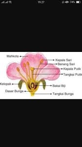 3) artificial flowers and plants. Gambarlah Dan Sebutkan Bagian Dari Bunga Sempurna Brainly Co Id